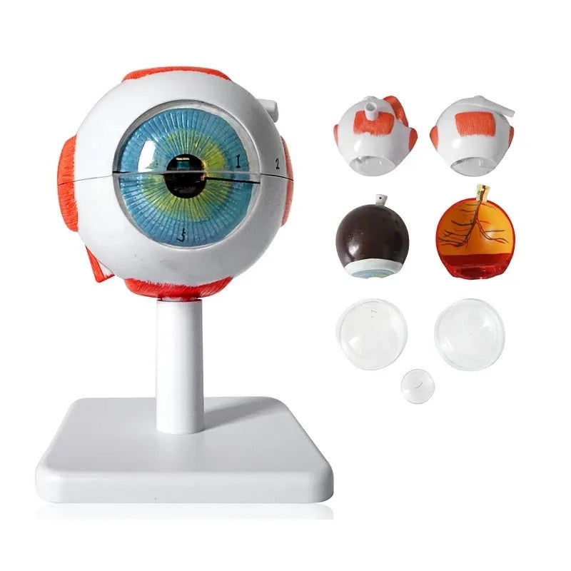 3 Times Enlarged Human Eye Anatomical Model Eyeball Anatomical Model
