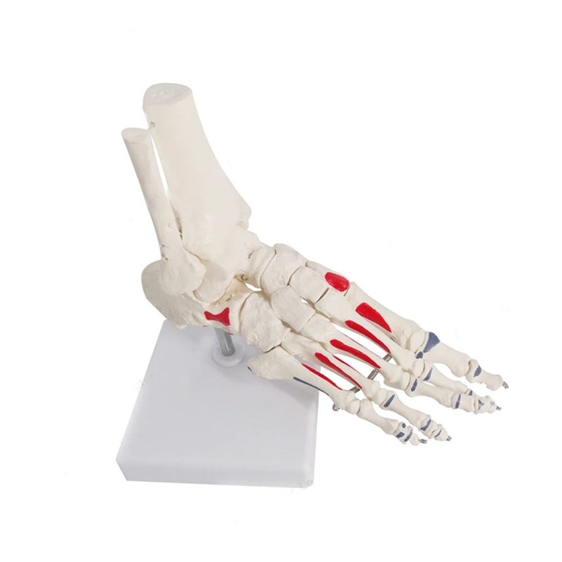 1:1 Human Foot Joint Skeleton Anatomy Model Medical Science Teaching Resources