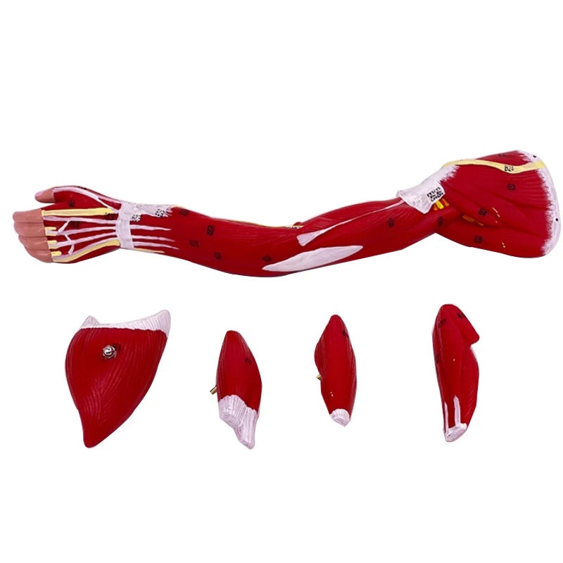Human muscle structure of upper limbs lower limbs leg muscles blood vessels and nerves Model