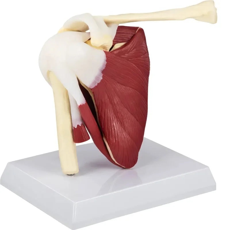Life Size Human Shoulder Joint Ligament Model Anatomical Skeleton  with Base Disassemble To Satisfy Teaching Or Research