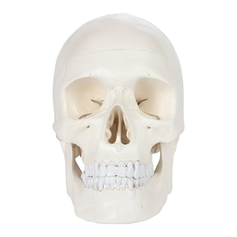 1:1 Human Skeleton Skull Anatomy Model Medical Science Teaching Resources