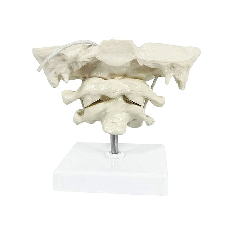 1.5x Magnification Human Cervical Spine Model Occipital Bone Model Medical Teaching Training Aid