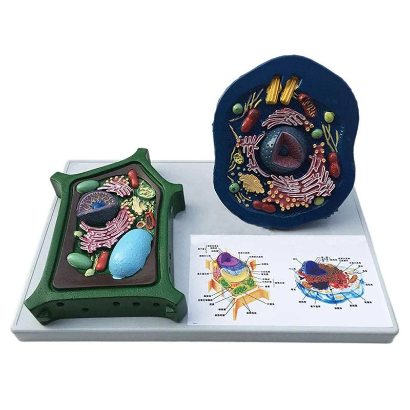 Animal And Plant Cells Anatomy Model Biology Science Teaching Resources
