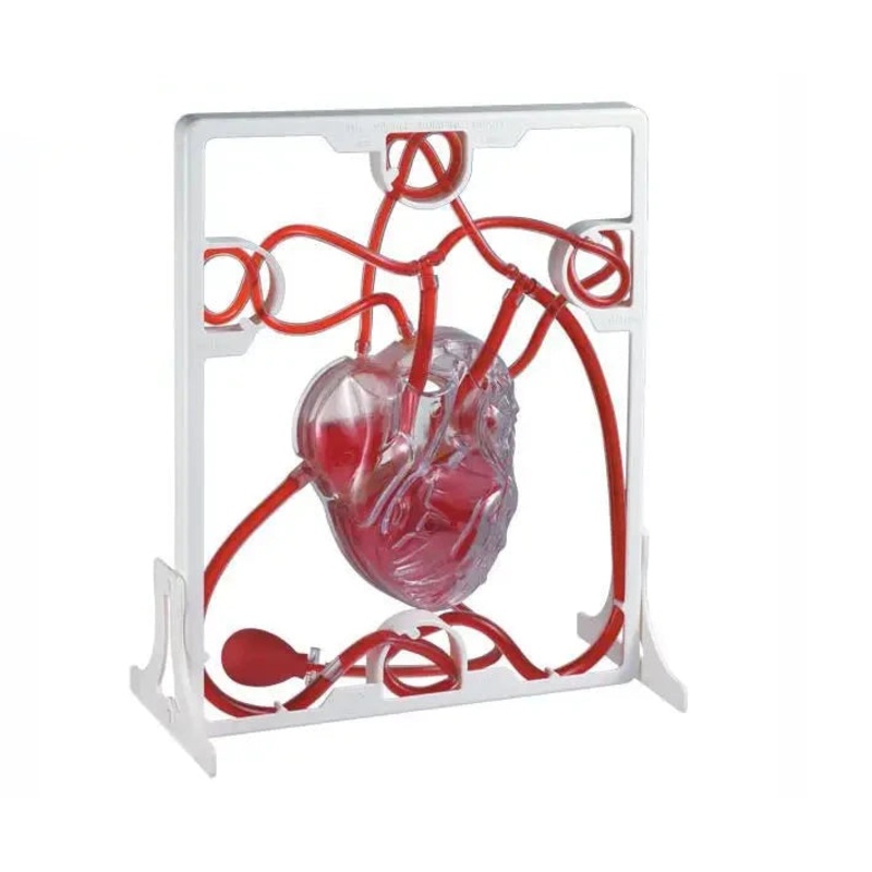 Cardiac blood circulation model children’s educational toys teaching aids heart blood circulation biological science experiment
