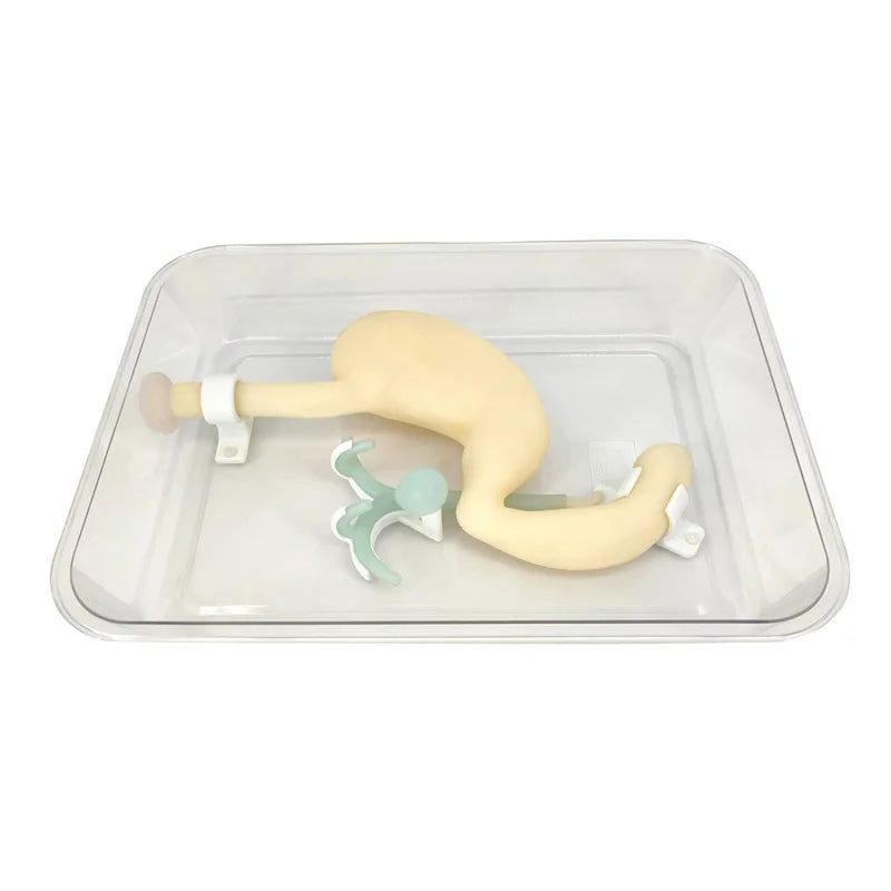Gastroscope ERCP Scope Training Model, Gastroduodenal Simulation for Gastroscopic Surgery, Biliary System Digestion Practice with Realistic Esophagus, Stomach, Duodenum, and Tumor Simulation