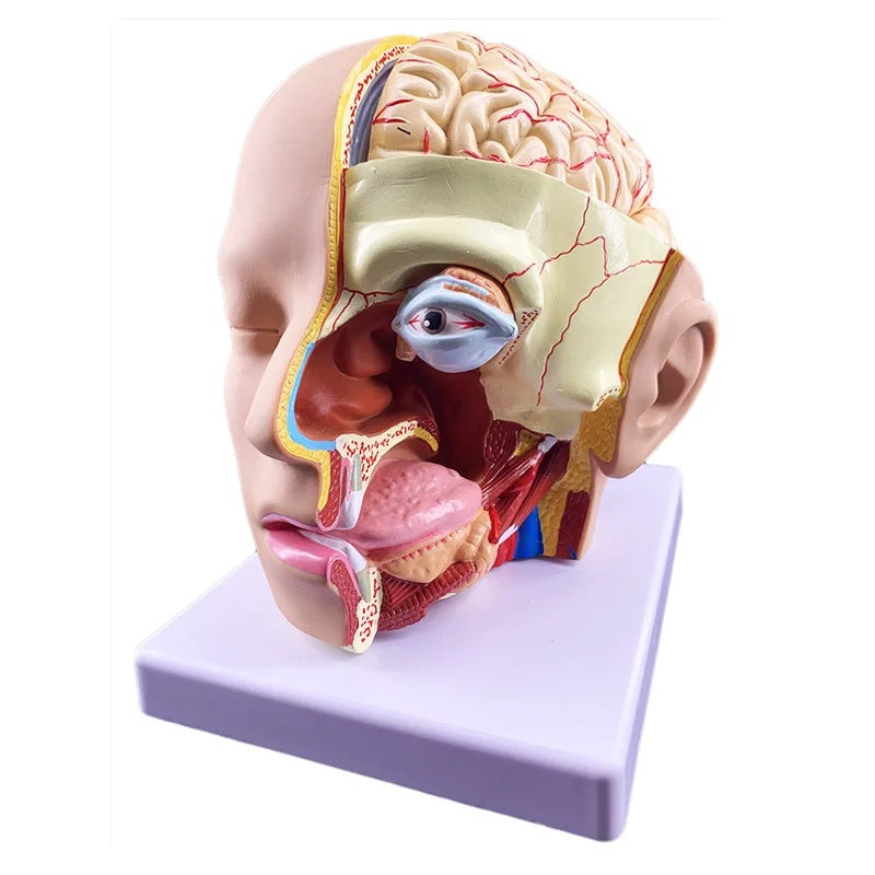 Human Brain Anatomy Model Medical Science Teaching Resources