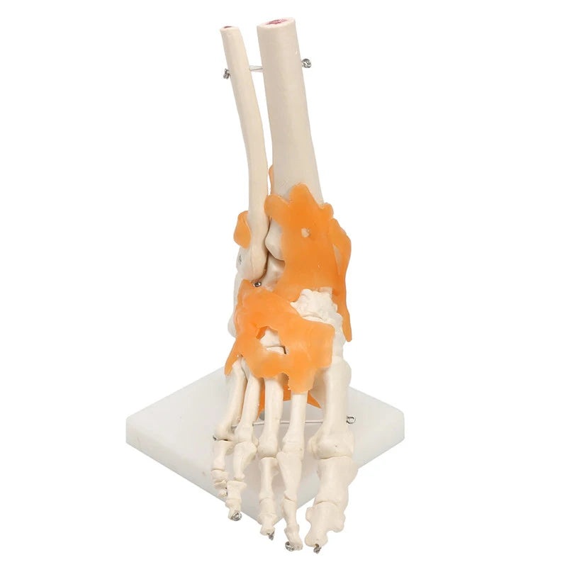 Human Foot Ankle Joint Ligament Skeleton Medical Anatomy Model