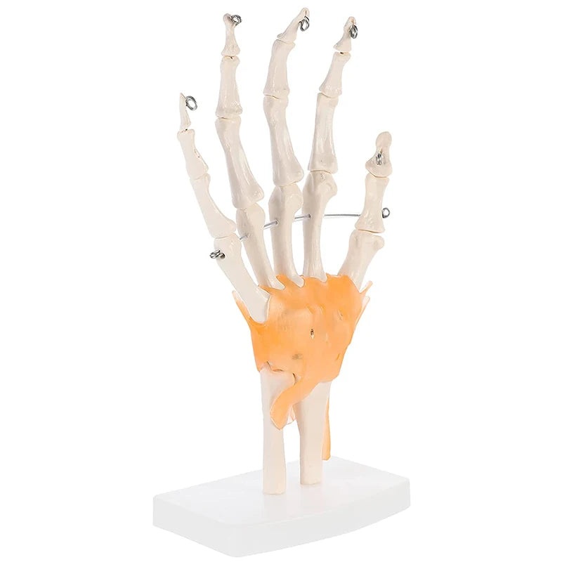 Human Hand Joint Anatomy Model Medical Science Teaching Resources