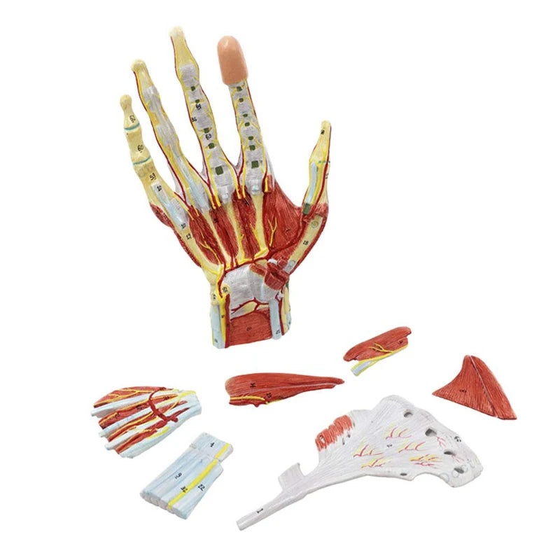 Human Hand Skeleton Anatomy Model with Muscle Ligament Nerve Blood Vessel Medical Science Teaching Resources