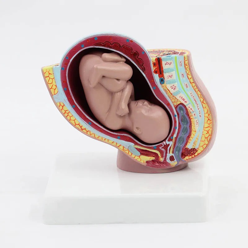 Maternal and Infant Pregnancy Anatomy Model Medical Science Teaching Resources