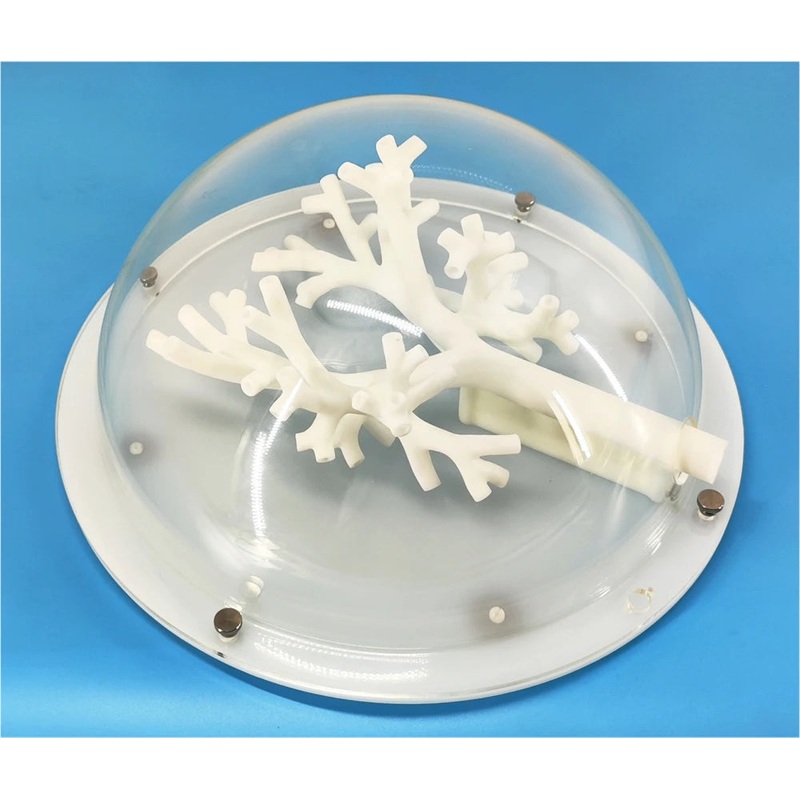 Bronchoscopy Training Model Bronchus Tracheal Model Grade 5 Branching Hard Material