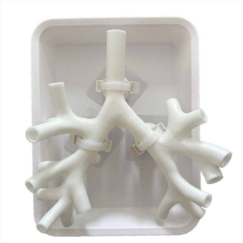 Fiberoptic Bronchial Model Bronchoscopy Training Model Fourth Level Bronchial Magnification Version