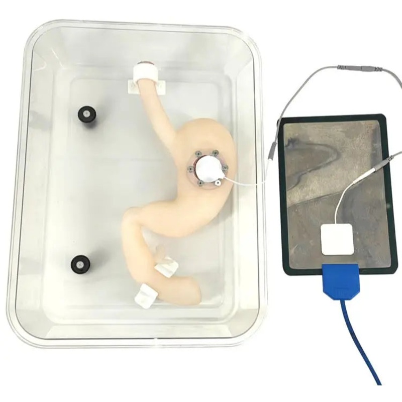 Gastroscopy training ESD surgical model endoscopic submucosal dissection model