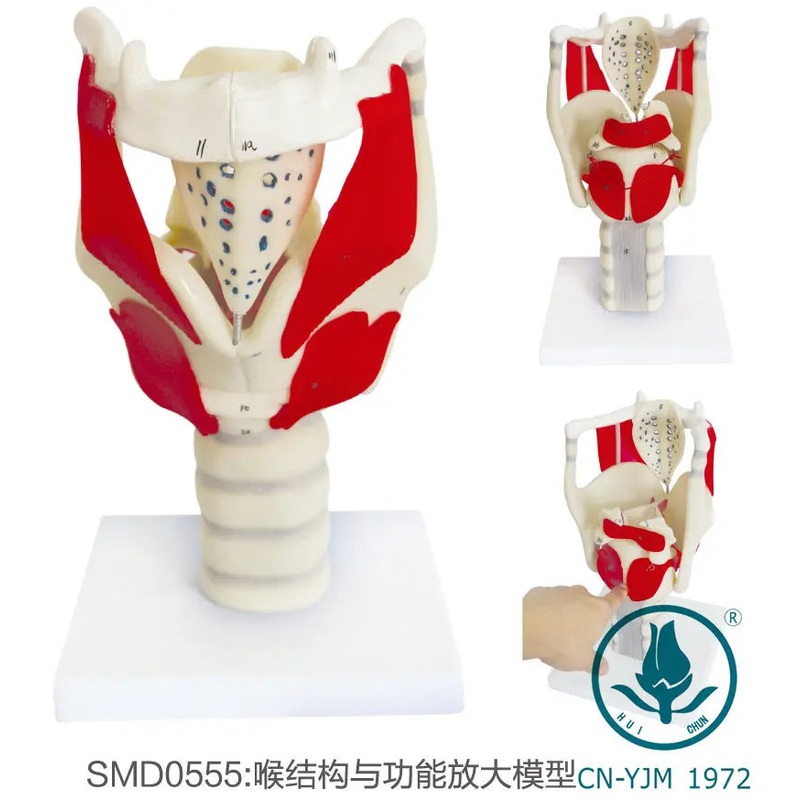 Laryngeal Anatomy Model Functionally Amplified Vocal Cord Vocalization Location Model
