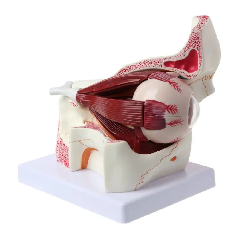3 Times Human Anatomical Eyeball and Eyelid Skeleton Model Orbit Anatomy Medical Study Display Teaching Aids Instrument Tool