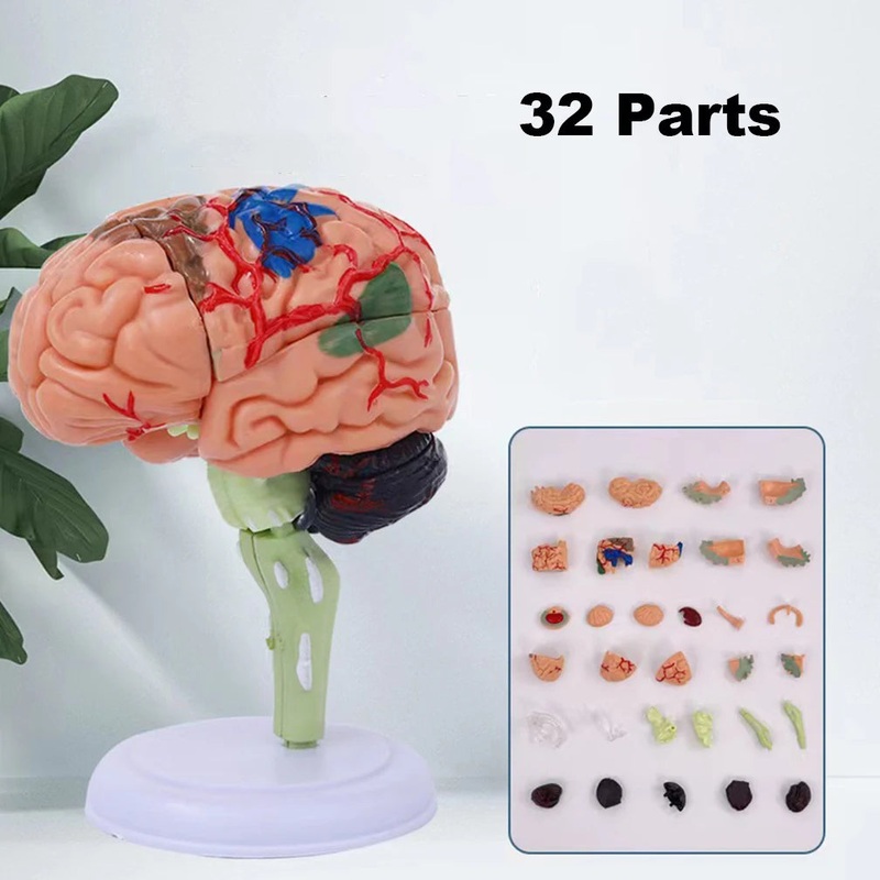 4D Disassembled Anatomical Human Brain Model Anatomy Medical Teaching Tool Statues Sculptures Medical School Use PVC 100% Brand