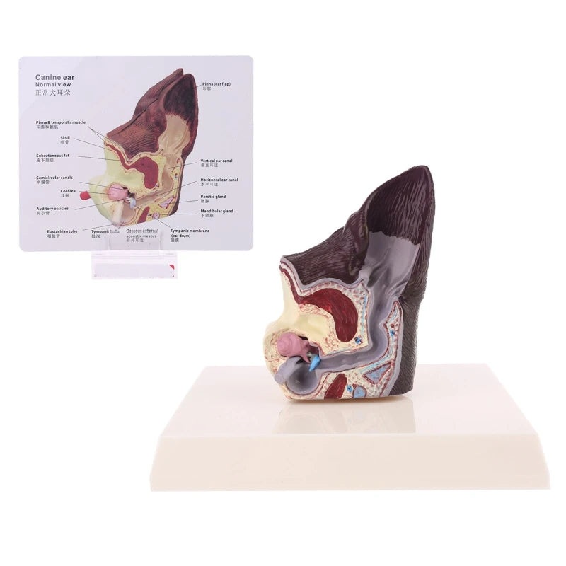 Dog Ear Lesion Animal Anatomical Model Veterinary Science Aids Teaching Canine Research  Drop Shipping