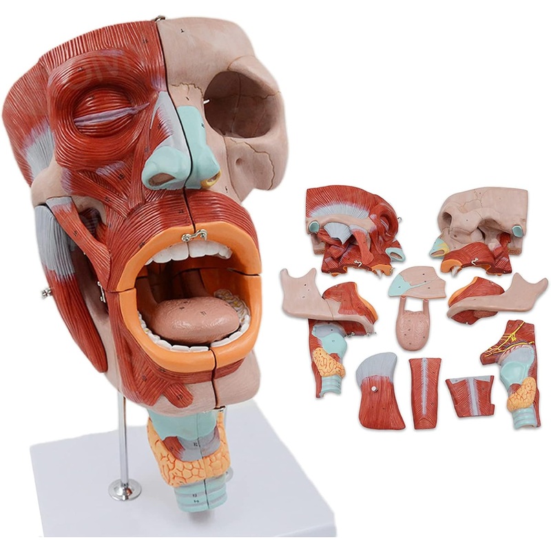 2X Magnified Anatomical Model SMD0393 of Mouth, Nose, Pharynx, and Larynx with Digital Labels – Blood Vessels and Nerves Structure for Medical Teaching