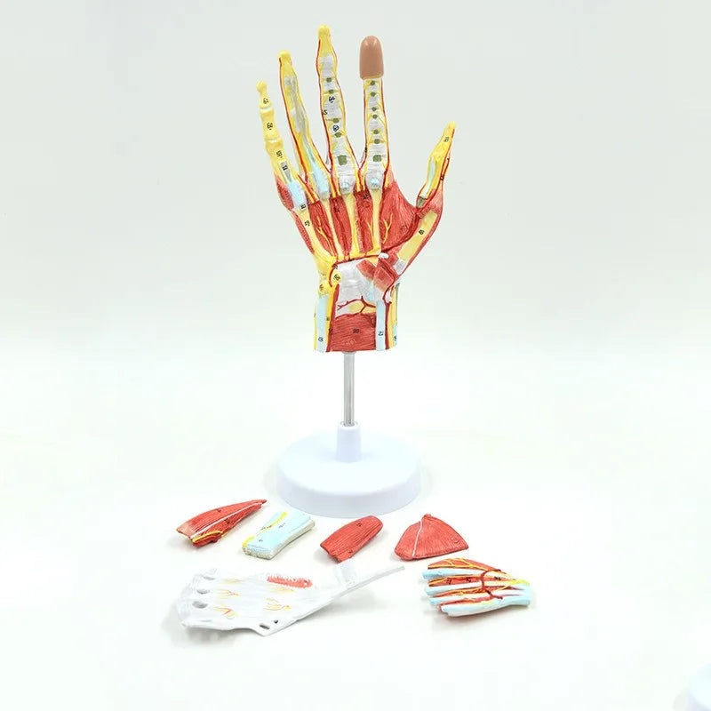 7Parts Human Hand Skeleton Anatomy Model with Muscle Ligament Nerve Blood Vessel Medical Science Teaching