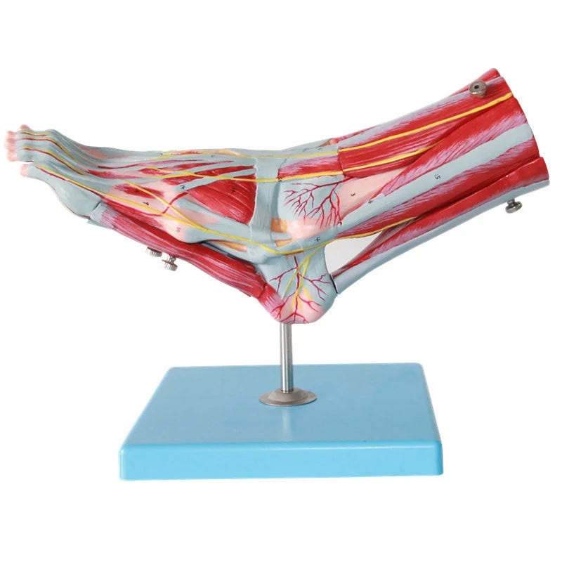 Anatomy of the plantar layer of the human foot muscle, nerve vessel, and ligament model of the foot joint muscle, nerve vessel