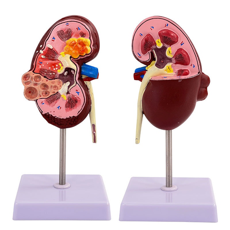 Dog Kidney Morbid Healthy Anatomical Model Canine Pet Teaching Aids Veterinary Medical Model
