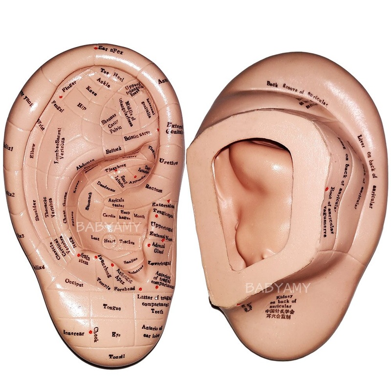 17cm Ear Acupuncture Point Model Vaccaria Seeds Acupoint Soft Rubber English Characters with User Guide