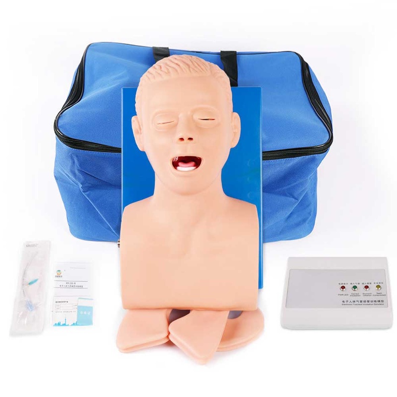 Intubation Model Human Trachea Teaching Training Model PVC With Teeth