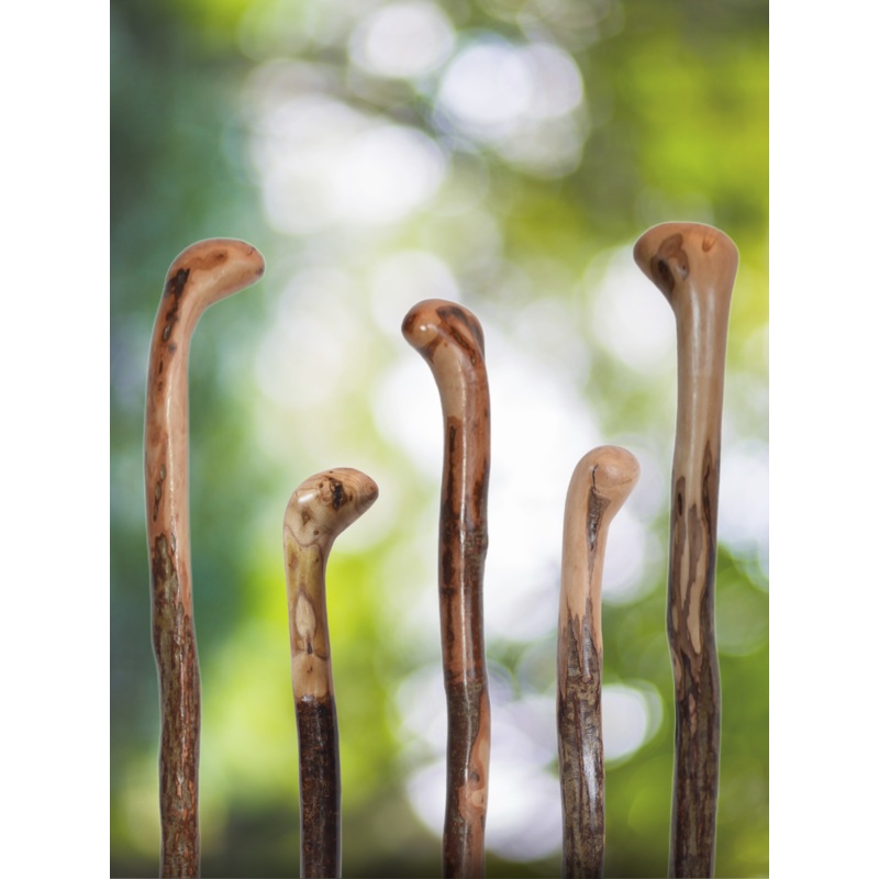 Wild Wood Root Knob Cane
