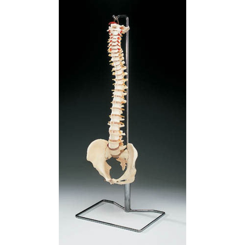 Vertebral Column – Model