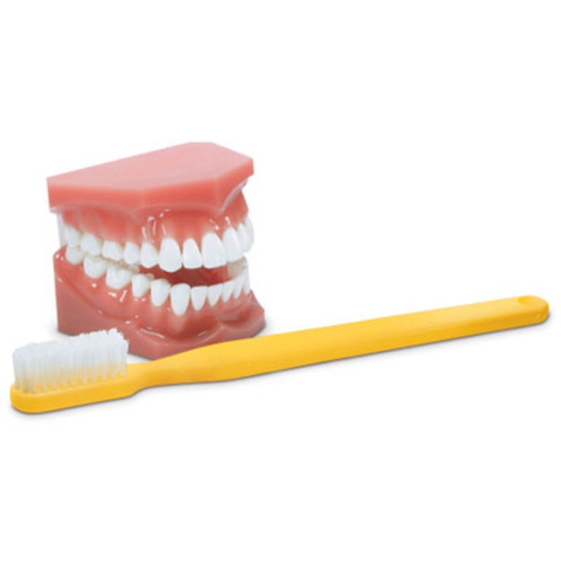 Hygiene Demo Model and 11 1/2 Toothbrush Teaching Set