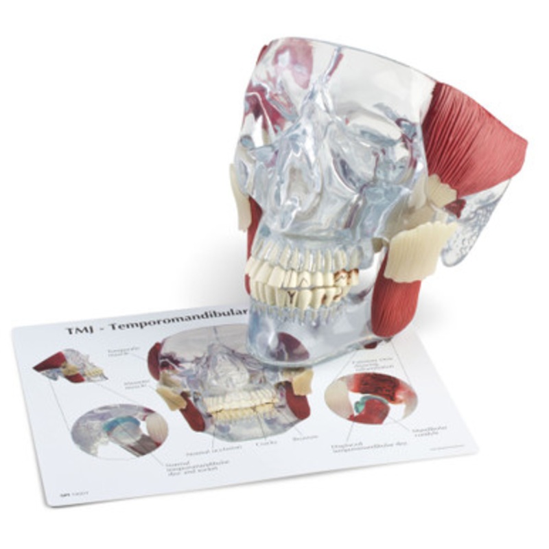 TMJ Demonstrator Model